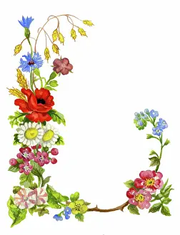 Cornflowers: Floral frame with poppy and cornflower