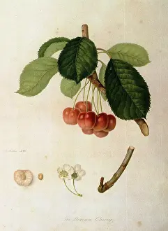 Linnaeus: Florence Cherries