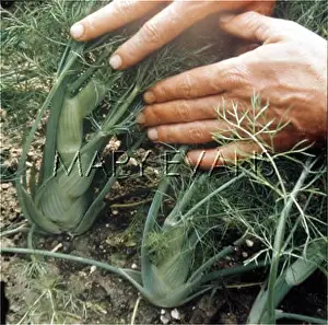 Fennel: FLORENCE FENNEL
