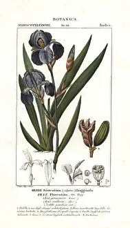 Corsi: Florentine iris, Iris germanica var. florentina