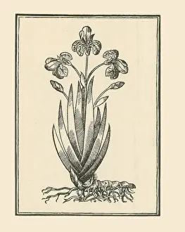 Iridaceae: Florentine Iris, Mattioli's Commentaires
