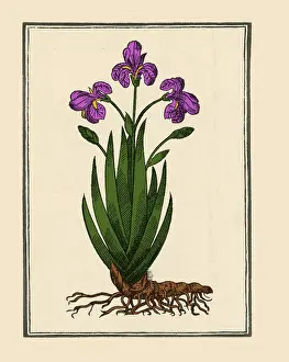 Iridaceae: Florentine Iris, Mattioli's Commentaires, Lyons, 1579