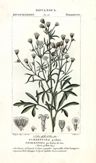 Batelli: Florestina pedata