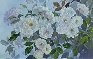 Floribunda: Floribunda ' white climbing rose