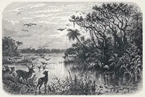 Tributary: FLORIDA EVERGLADES