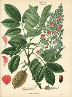 Dogwood: Florida fishpoison tree, Piscidia piscipula