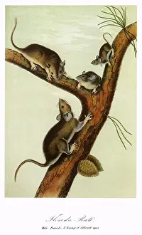 Rats: Florida Rats