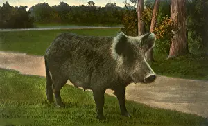 Razorback: Florida Razorback Sow