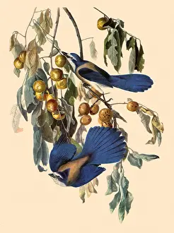 Scrub: Florida Scrub Jays