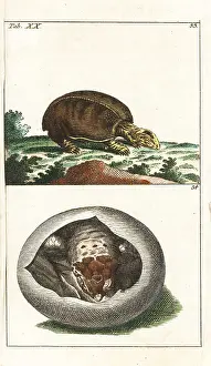 Ferox: Florida softshell turtle, Apalone ferox, and young in egg