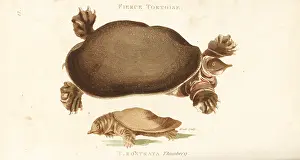 Ferox: Florida softshell turtle and Chinese softshell turtle