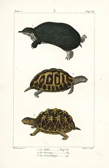 Ferox: Florida softshell turtle, spur-thighed and