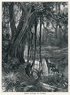 Swampy: FLORIDA SWAMP