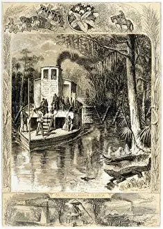 Alligators: FLORIDA SWAMP