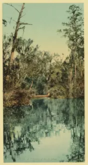 Tributary: Florida. Tributary of the St. Johns