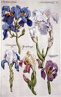 Florilegium: Florilegium - Iris Flowers