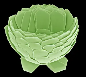 Coccolith: Florisphaera profunda
