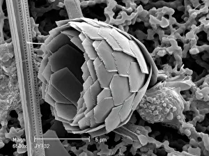 Coccolith: Florosphaera profunda, coccolith