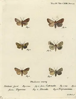 Flounced: Flounced chestnut, dotted chestnut, brown-line bright-eye