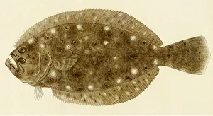 Flounder: Flounder