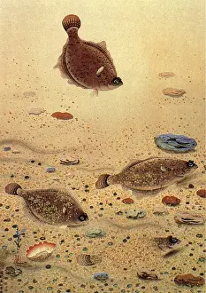 Playfully: Flounders