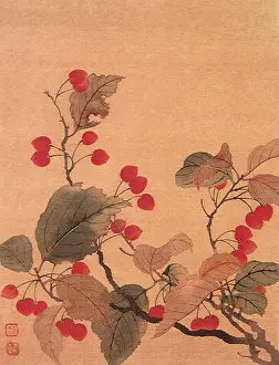 Cherries: Flower Album: Cherries