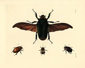 Cetonia: Flower beetle and other exotic beetles