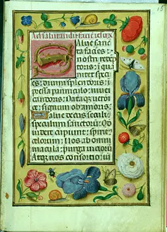 Velllum: Flower Border with Irises and Roses