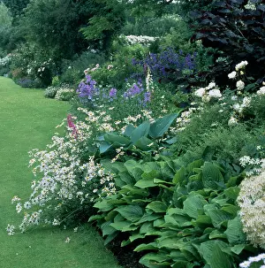 Rectory: Flower border with white and blue flowers