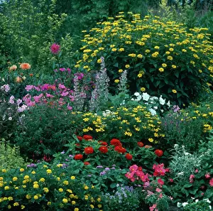 Perdereau: Flower border with yellow & pink flowers