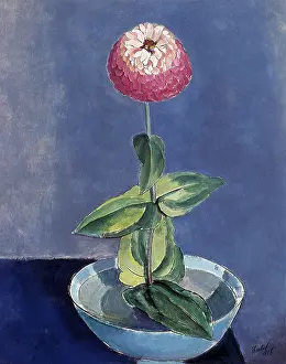 Zinnia: Flower in a Bowl