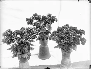 Sidcup: Flower Display at Sidcup & District Horticultural Show
