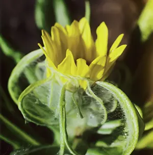 Groundsel: Flower of groundsel, 1976