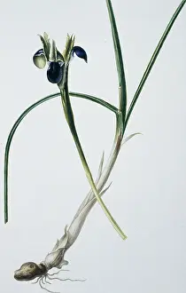 Gerrit: Flower Illustration