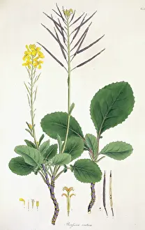 Oxoniensis: Flower Illustration