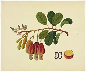 Lamiales: Flower Illustration from the Reeves Collection