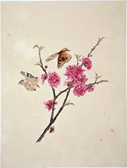 Amygdaleae: Flower Illustration from the Reeves Collection
