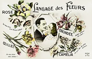 Camellia: Flower Languages and Variations in French