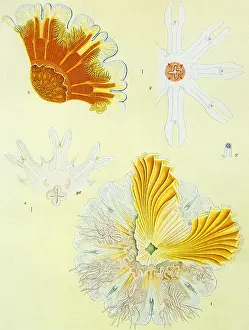 Resembling: Flower-like Sea LIfe