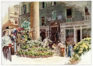 Pelargoniums: FLOWER MARKET, FLORENCE