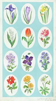 Crocus: A flower for every month