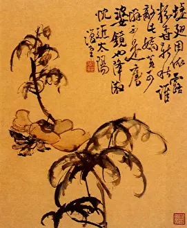 Shan: Flower and Plant