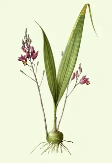 Classified: Two Flower Spikes