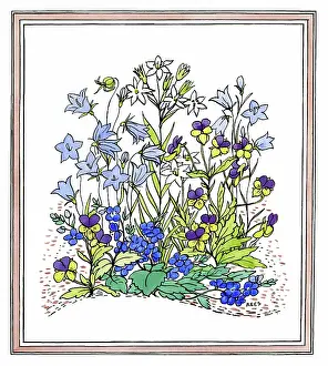 Violas: Flower Study - includes harebells and violas