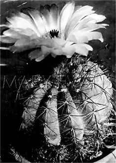 Echinocactus: FLOWERING CACTUS