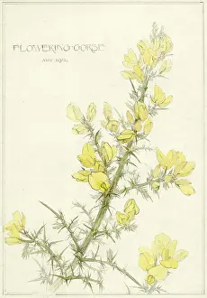 Gorse: Flowering Gorse