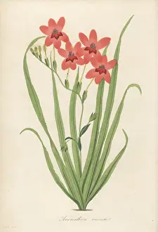 Volume 1: Flowering grass, Freesia laxa