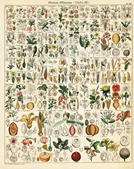 Cinnamon: Flowering plants