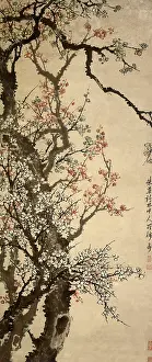 Plum: Flowering Plum Tree