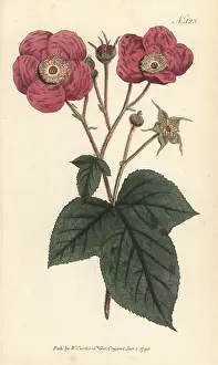 William Curtis: Flowering raspberry, Rubus odoratus